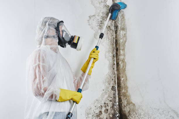 Trusted Ayden, NC Mold Removal Experts