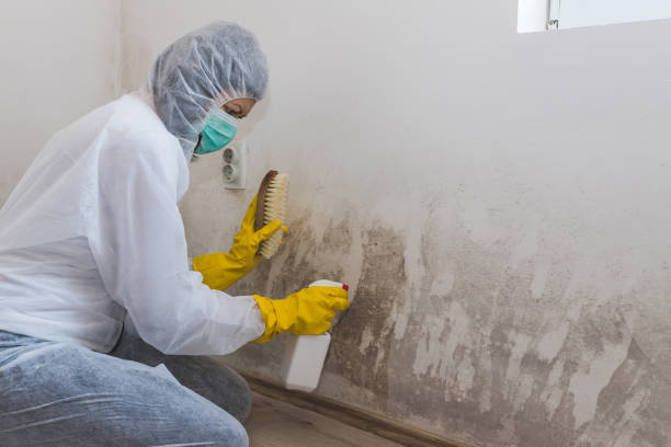 Best Emergency Mold Removal  in Ayden, NC