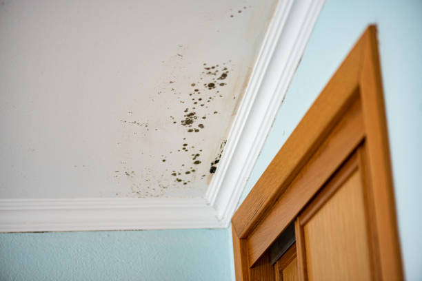 Best Best Mold Removal Companies  in Ayden, NC