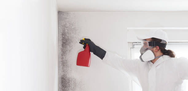 Best Mold Removal and Inspection  in Ayden, NC