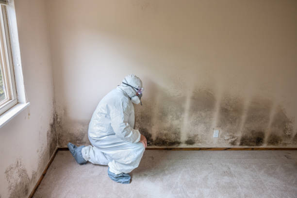 Mold Removal Process in Ayden, NC